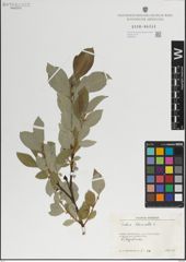 Foto von Salix lanata L.